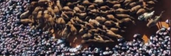 attawii511's profile banner image