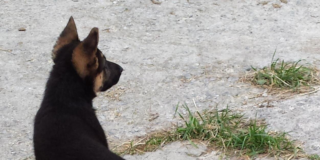 Javier Salcines banner