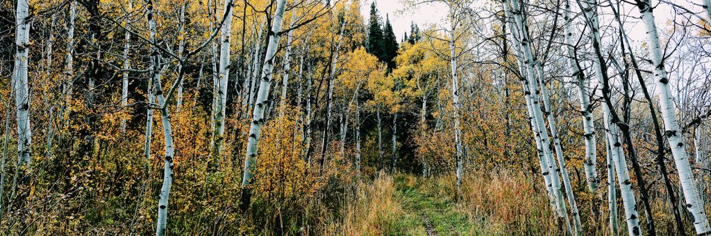 JulietSabineee's profile banner image