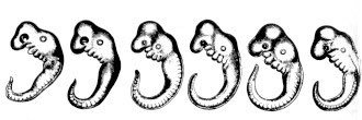 umlaut's banner