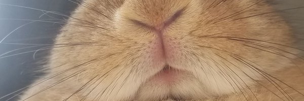 Rin3182016 Profile Banner