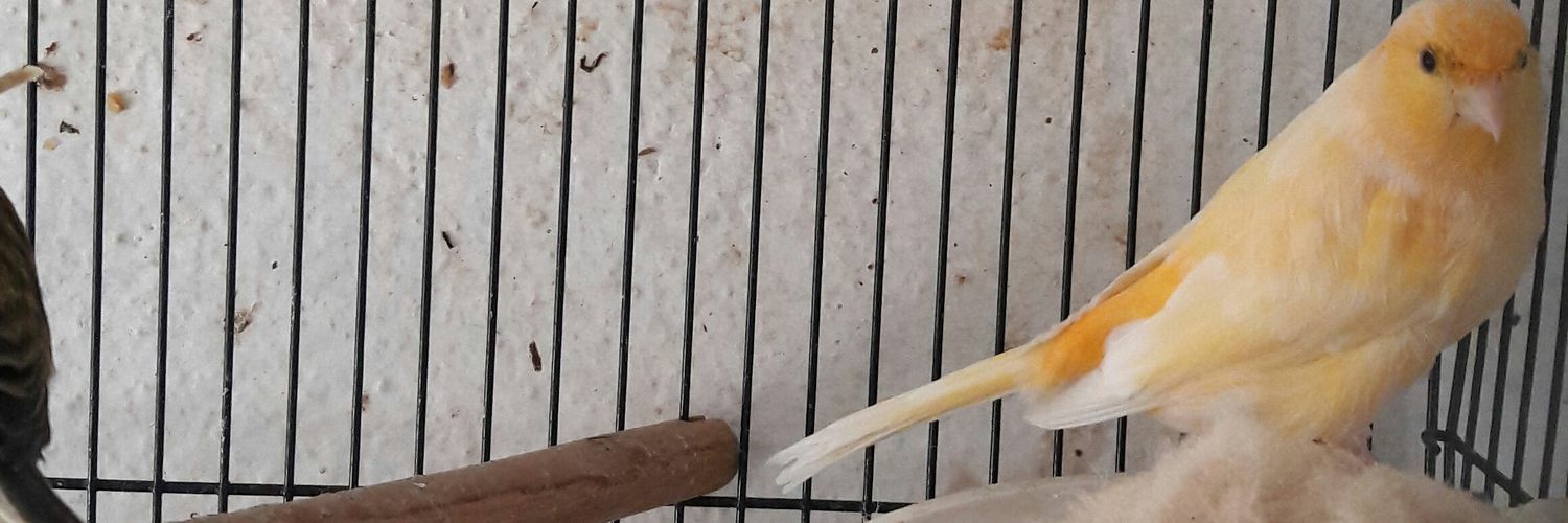 RahmiDemirayak's profile banner image