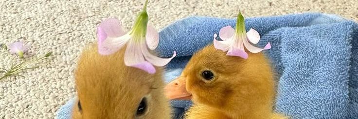 ｡• ᵕ •｡ banner