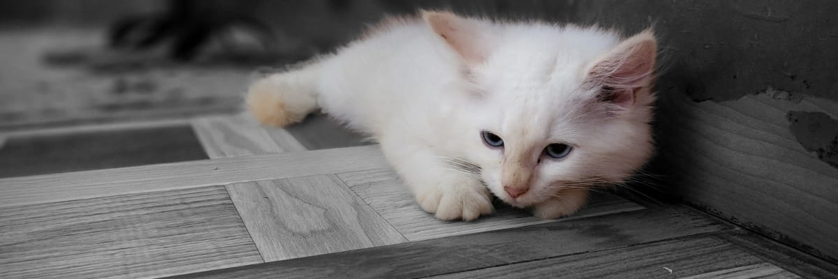 Coding Catto banner