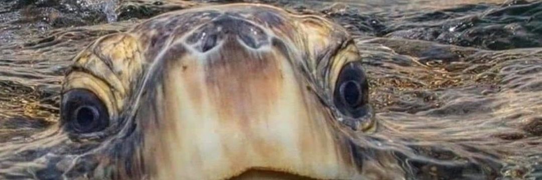 Lexx Da Turtle banner