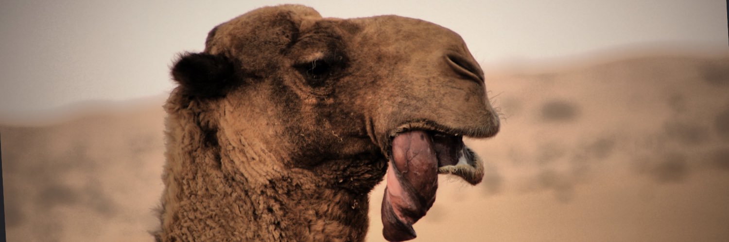 Saudi__Camel's profile banner image