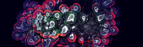 LabPagani Profile Banner