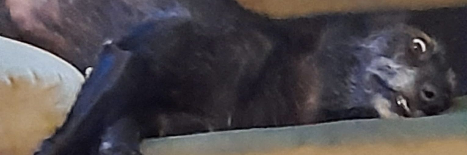 Jennifer Taylor banner