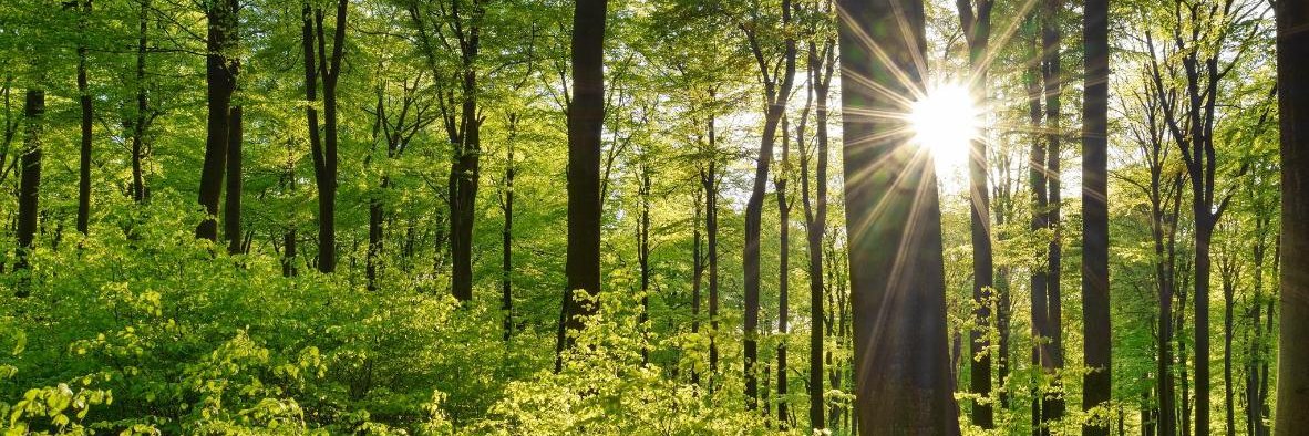 The ESG Foundation banner