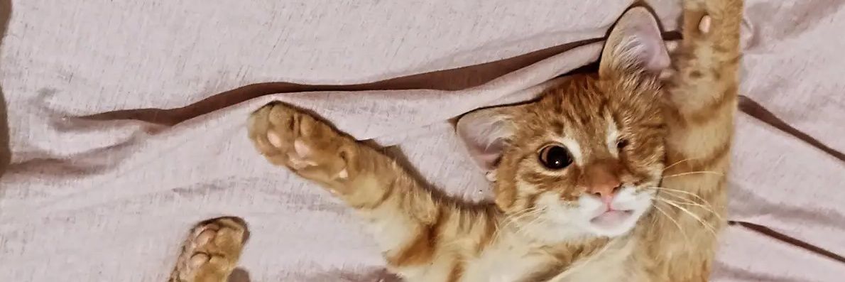 Cherry 🍒 banner