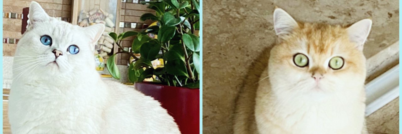 Rose 🐾 🚢 🌷 banner