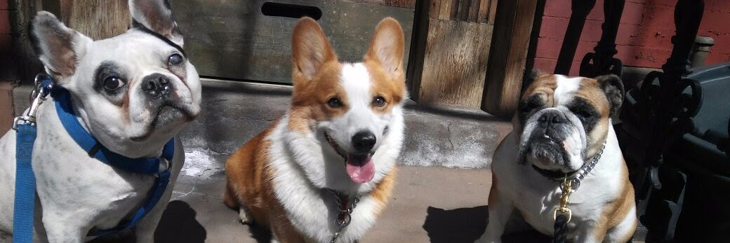 BrooklynBark's profile banner image