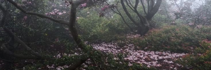 ftm 🦢 ᡣ𐭩ྀིྀིྀི banner