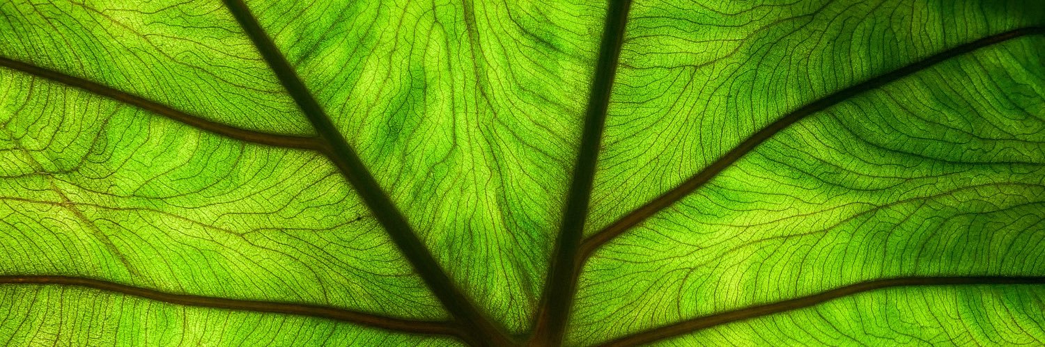 The Black Botanists banner