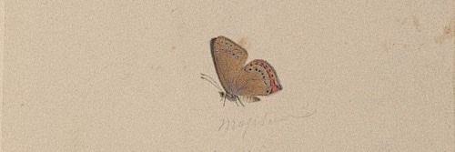 sara banner