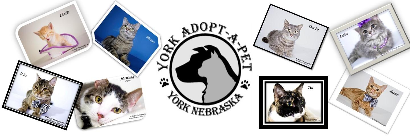 Yorkadoptapet's profile banner image