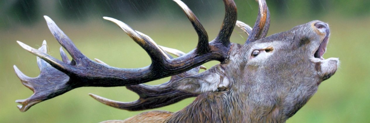 Jacky Raison🇨🇵🇨🇵 banner