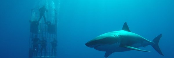 AlBeachGuy Profile Banner