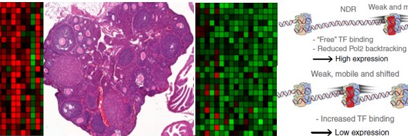 PhilippaMelamedLab's banner