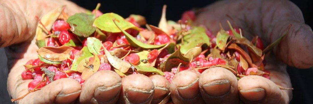 دختر زعفران banner