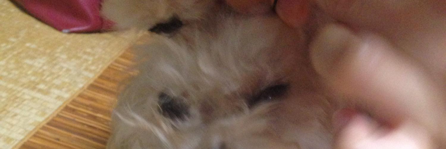dogmanman's profile banner image
