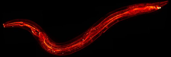 BoxemLab Profile Banner