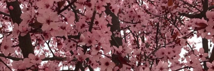 s_rahn's profile banner image
