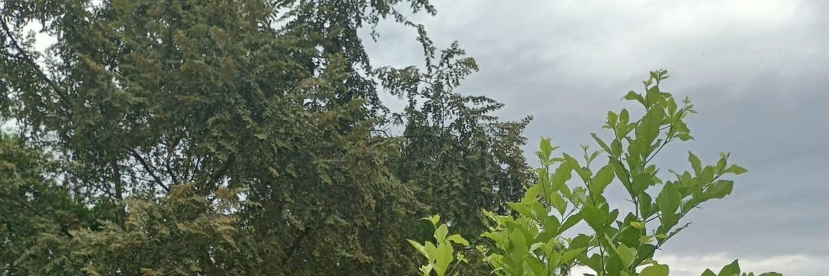 LFernandaSG's profile banner image