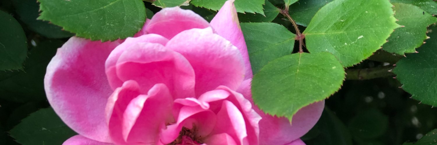 MimiStapleton's profile banner image