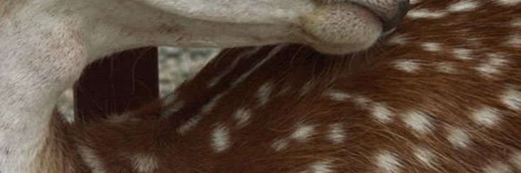 deer of wings banner