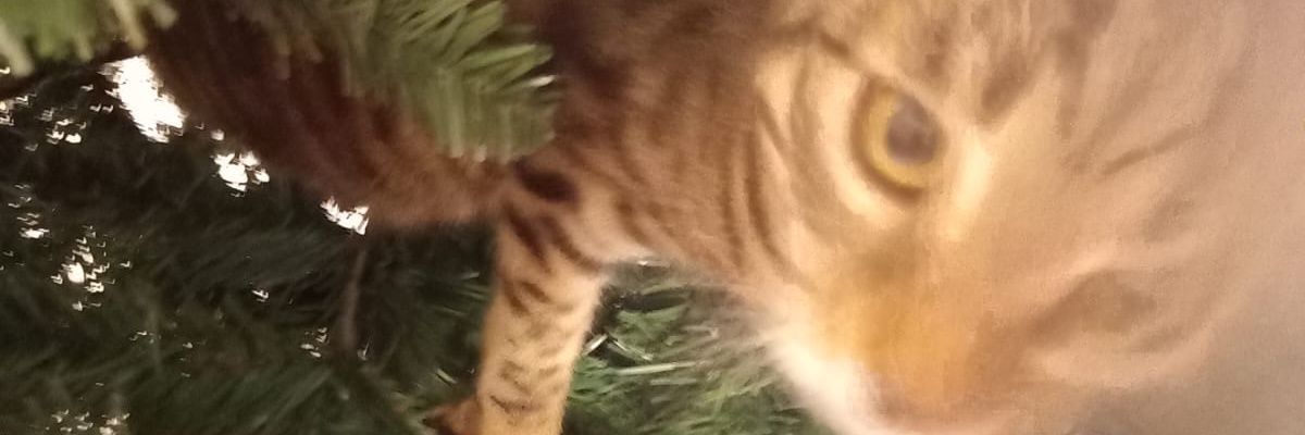 Emanuela Autoctona banner