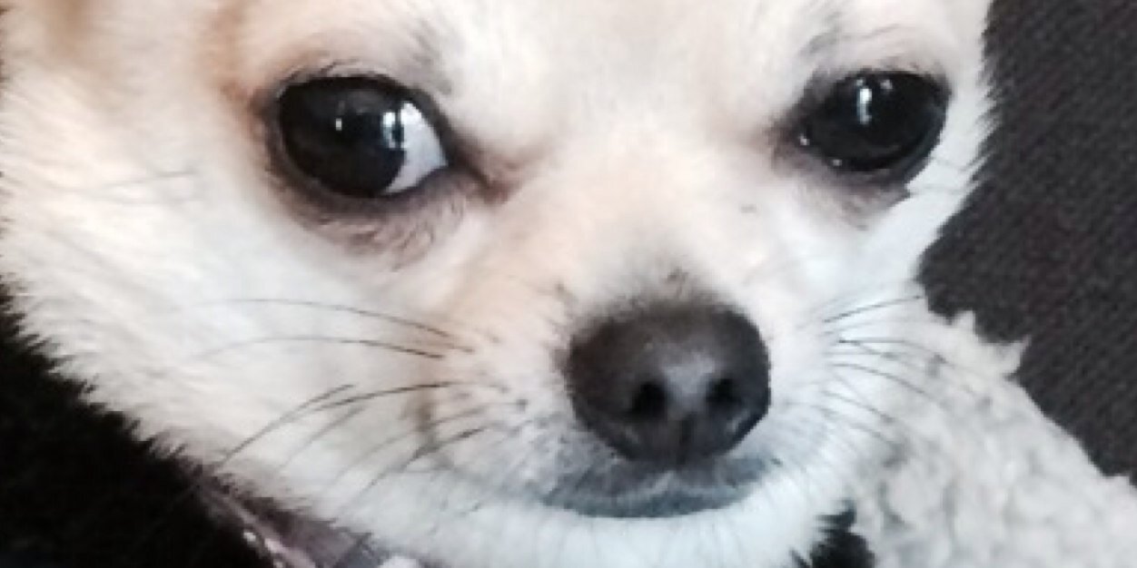 Dexter Chihuahua banner