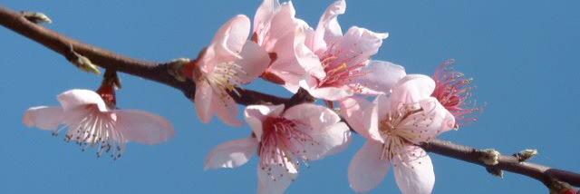 Florgnecco's profile banner image