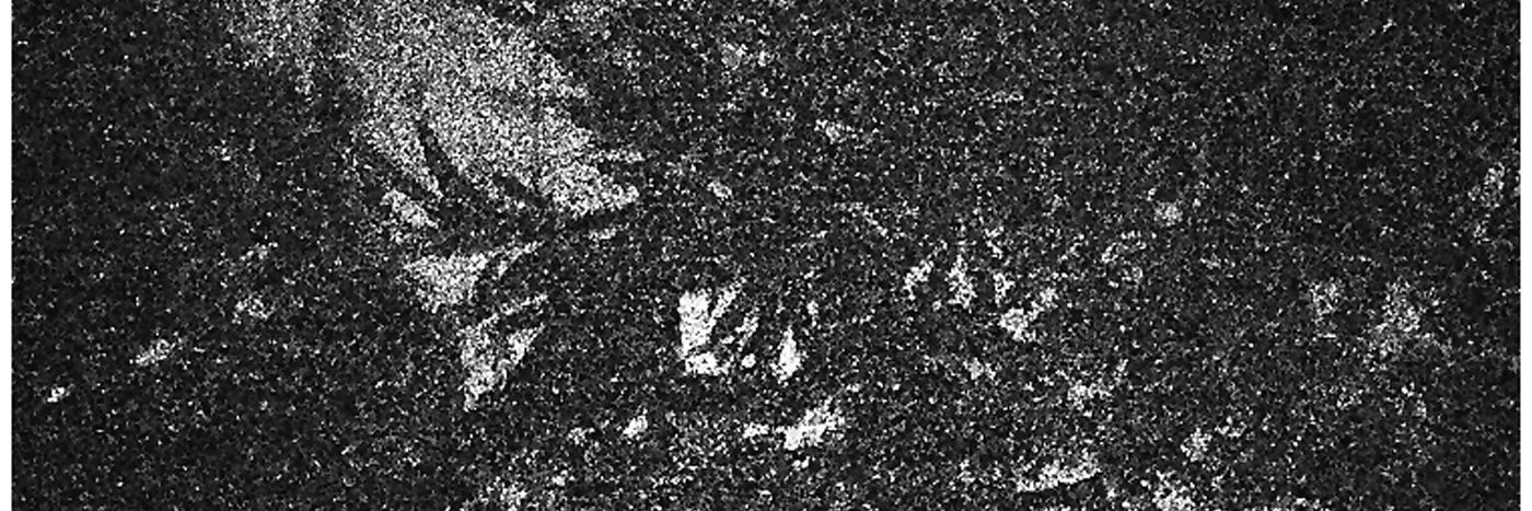 Travis Austin banner