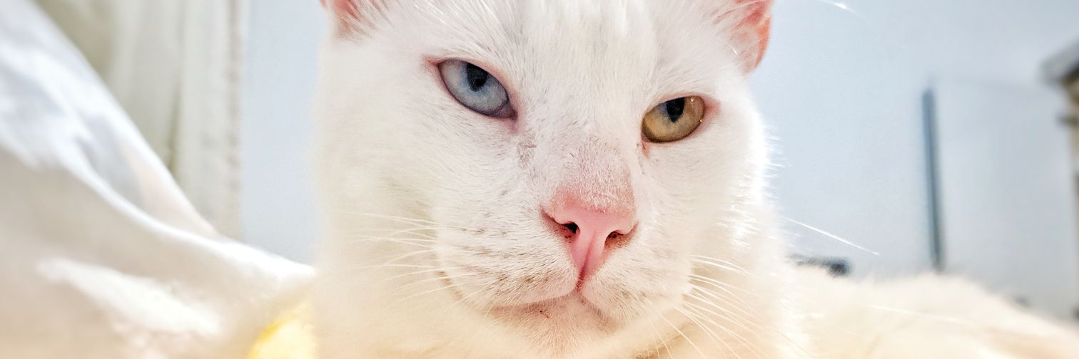 felipelima85's profile banner image