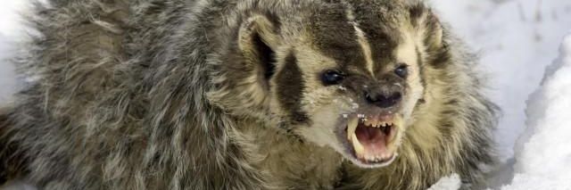 Luke the Law-hand banner