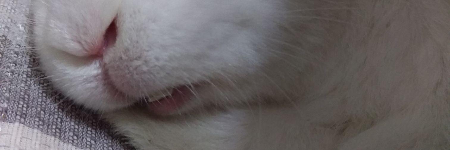 mechanroro11's profile banner image