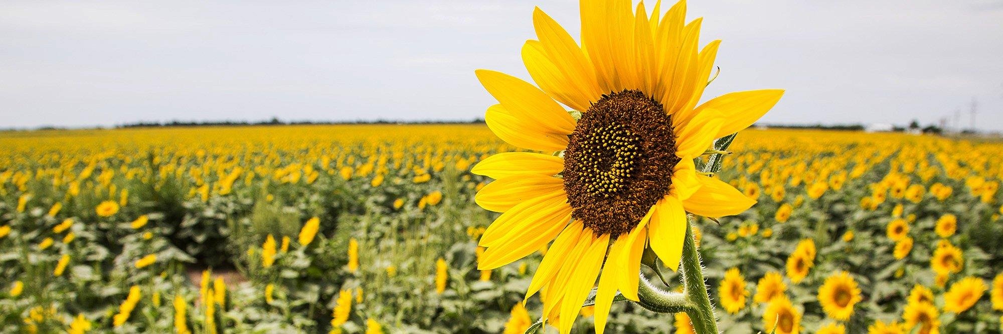 kansasdotcom's banner