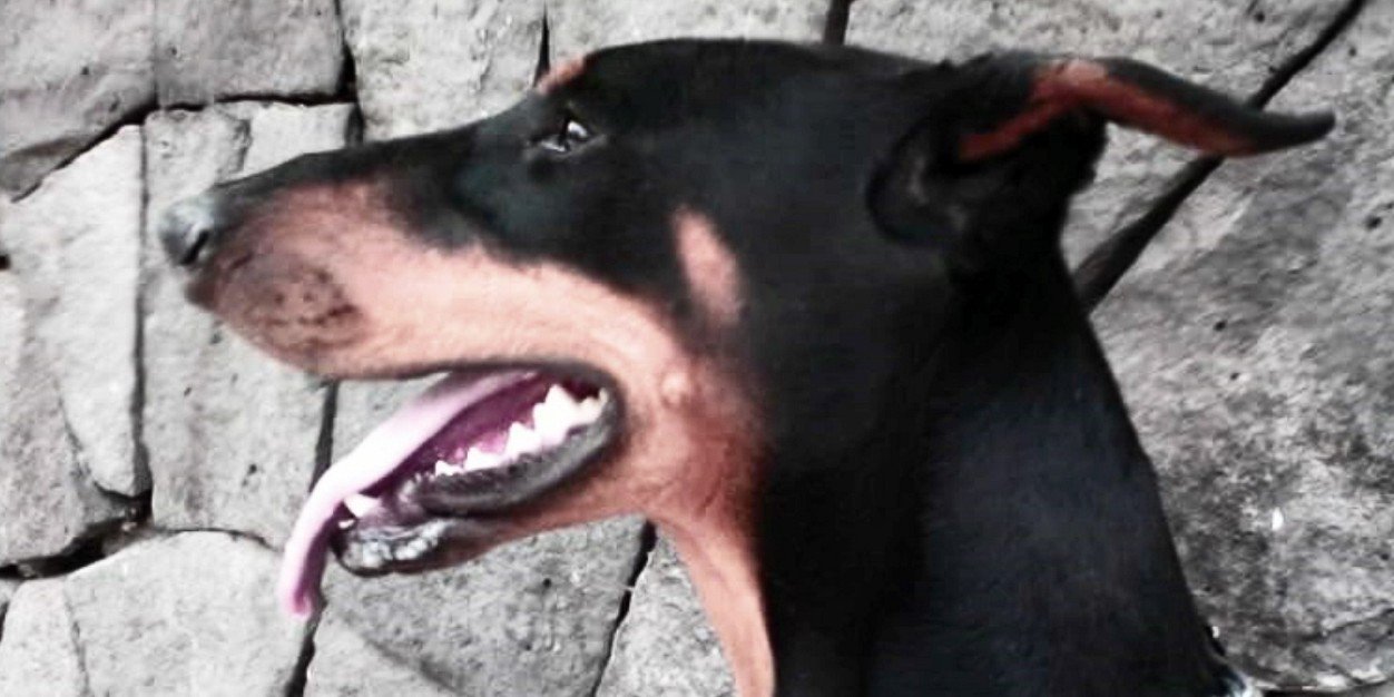 facciolily's profile banner image