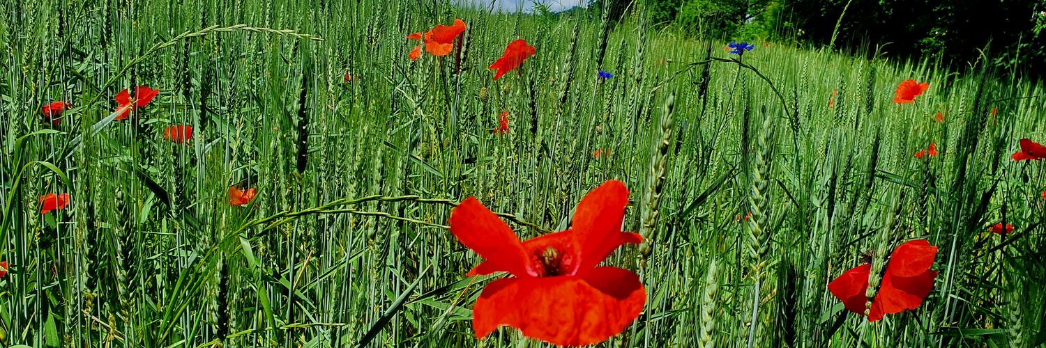 Bio Equitable en France banner