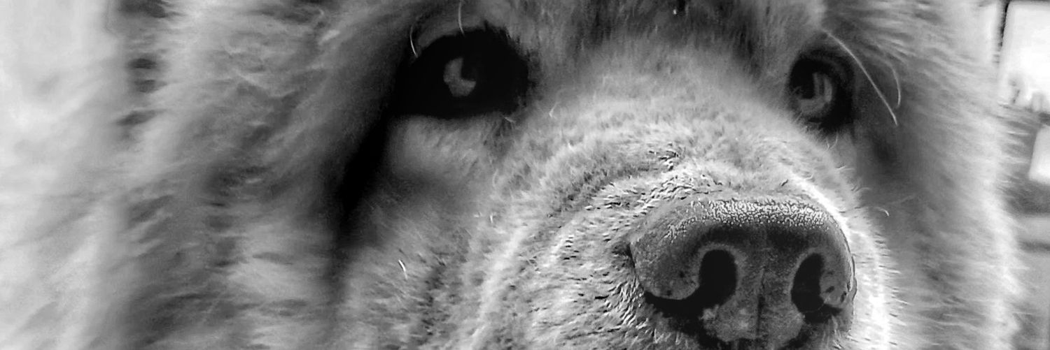 verobaig's profile banner image