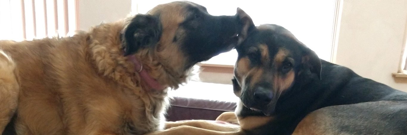 Sandra McMasters banner