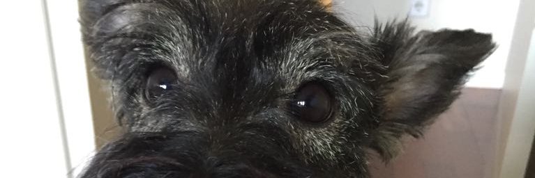 Somiedo8's profile banner image