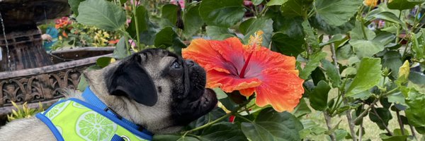 criveraquiles Profile Banner