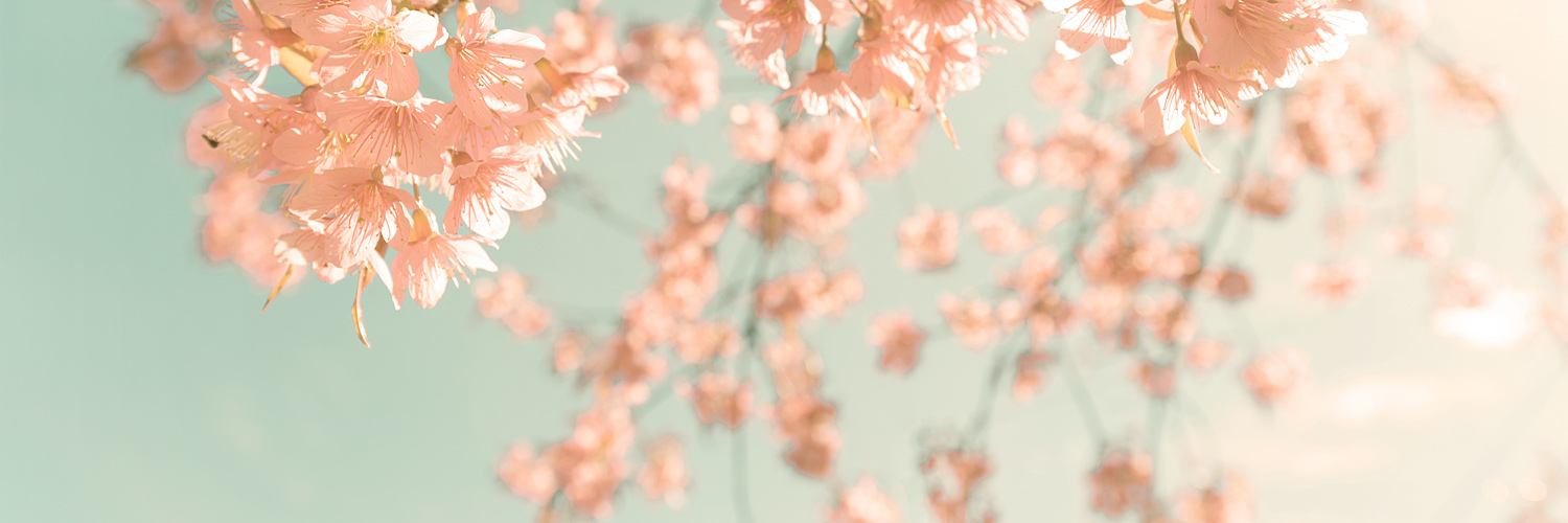 Zen Hanami banner