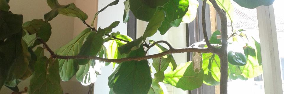 annabutticci's profile banner image