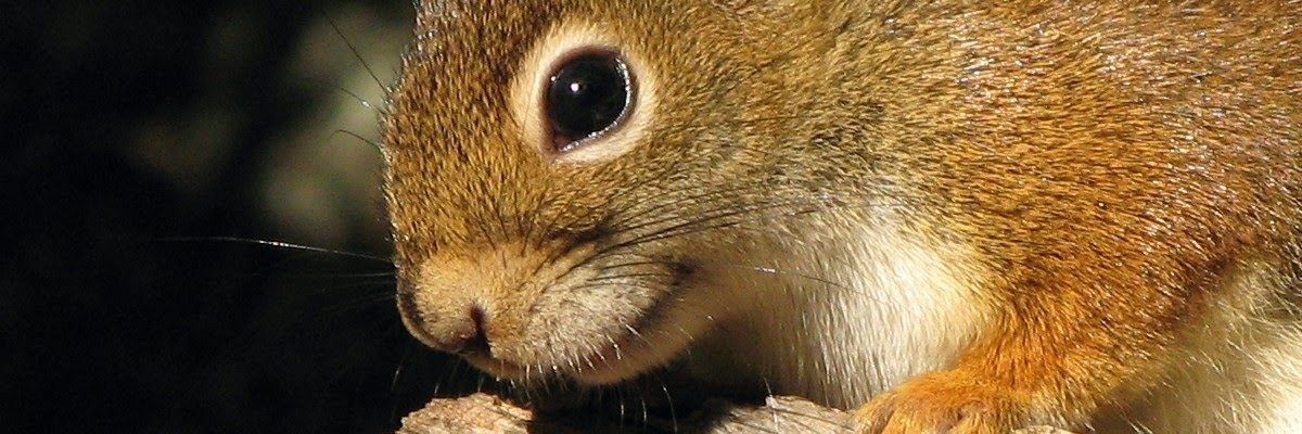 ISAALAZ's profile banner image