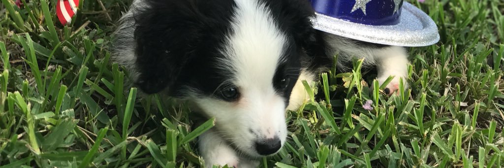 ElleCloer22's profile banner image