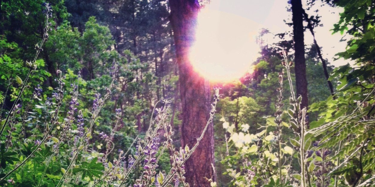 Stella_Atkinson's profile banner image