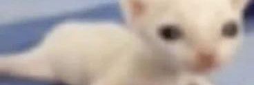 FuriousHunter's profile banner image